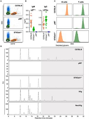 Minimal B Cell Extrinsic IgG Glycan Modifications of Pro- and Anti-Inflammatory IgG Preparations in vivo